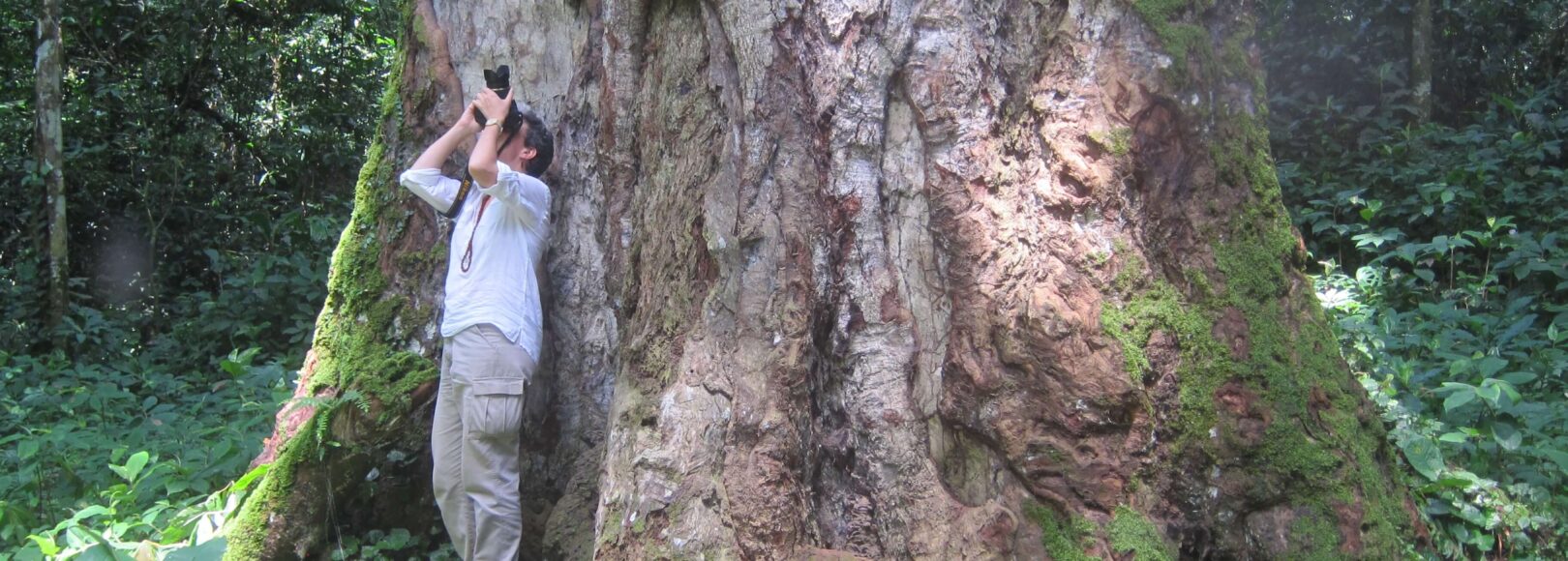 <h2 class='so-single__pagetitle'>Arbres et Forêts</h2>