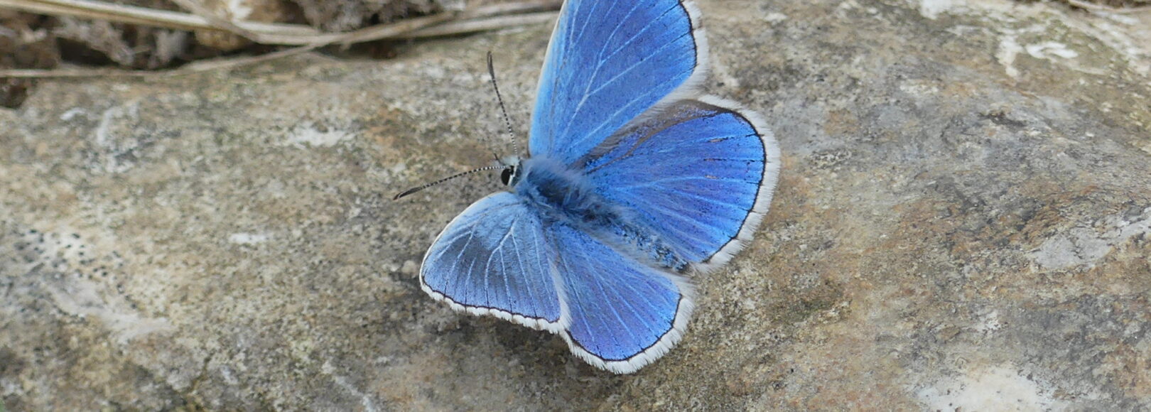 <h1 class='so-single__pagetitle'>Assistance à maîtrise d’ouvrage (AMO)<h1>