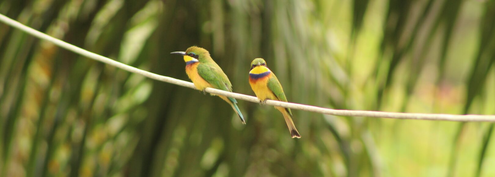 <h2 class='so-single__pagetitle'>Biodiversité et ressources naturelles</h2>