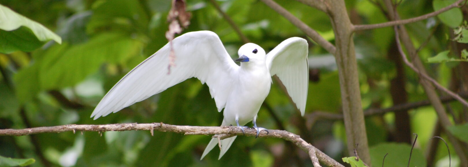 <h2 class='so-single__pagetitle'>Développement des aires protégées (AP)<h2>