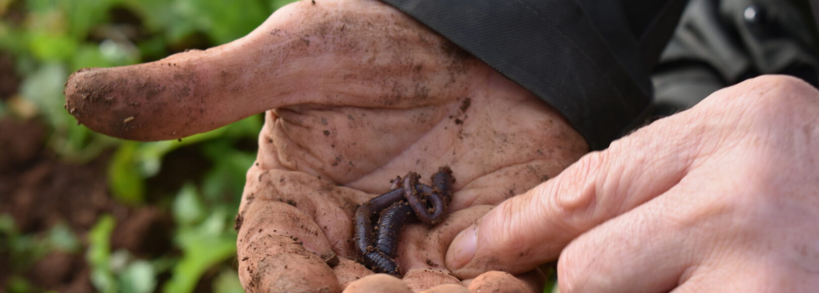 <h2 class='so-single__pagetitle'>Écosystème sol<h2>