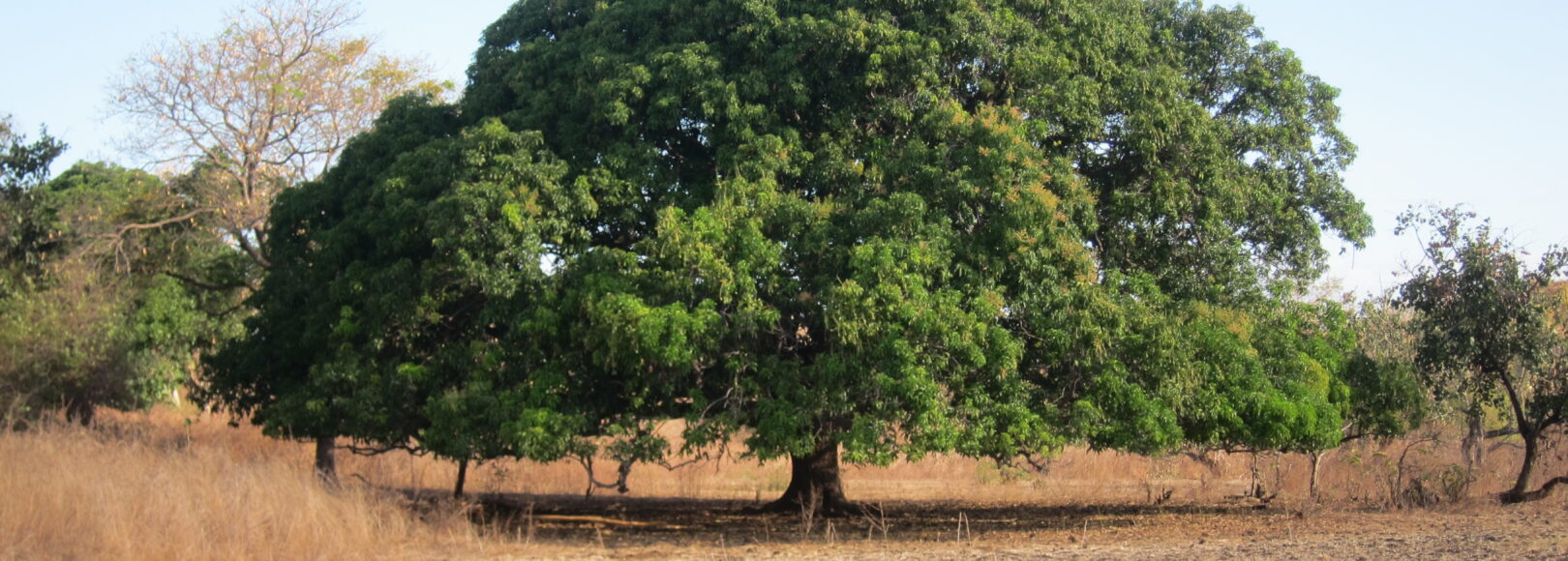 <h2 class='so-single__pagetitle'>Atténuation du changement climatique<h2>