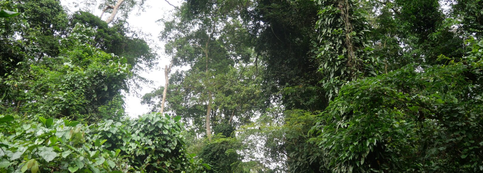 <h2 class='so-single__pagetitle'>Gestion durable des forêts et des filières forêts – bois<h2>