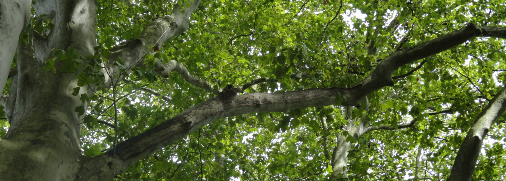 <h2 class='so-single__pagetitle'>Gestion durable des forêts et des filières de valorisation<h2>