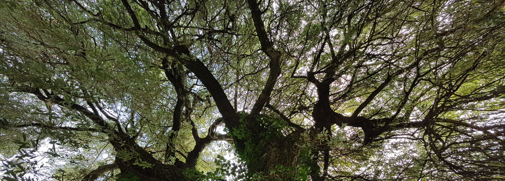 <h2 class='so-single__pagetitle'>Reforestation – Plantation forestière – Agroforesterie<h2>