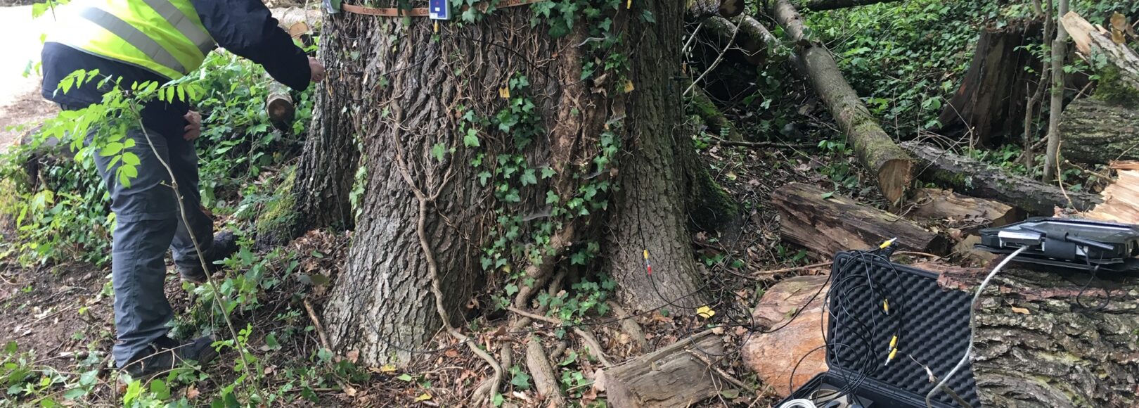 <h2 class='so-single__pagetitle'>Gestion durable du patrimoine arboré<h2>