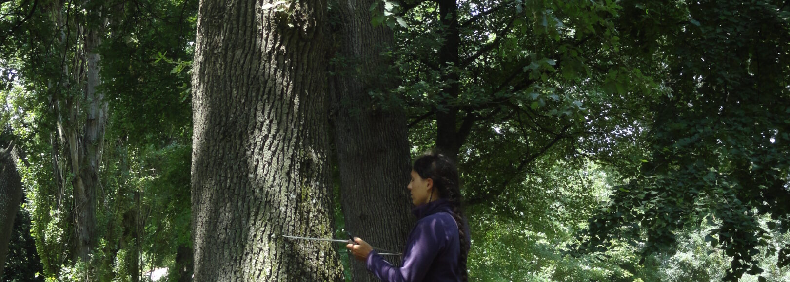 <h2 class='so-single__pagetitle'>Connaissance du patrimoine arboré urbain et routier<h2>