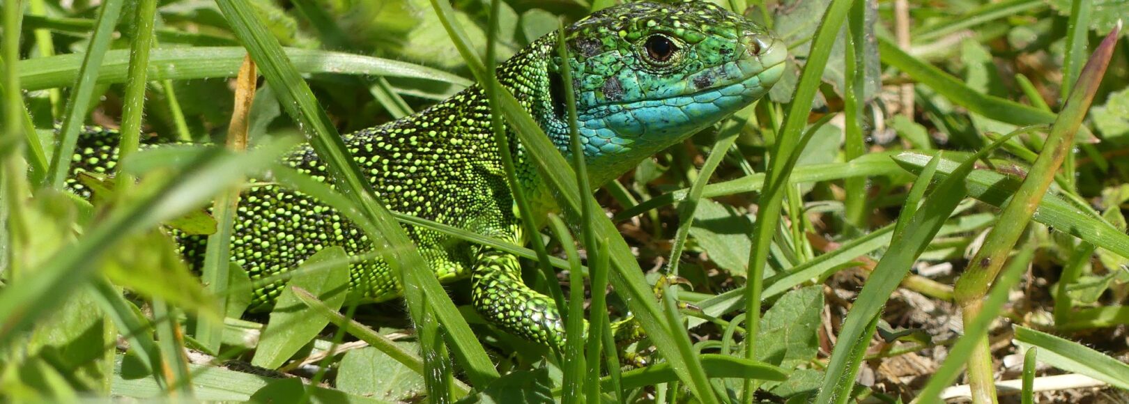 <h2 class='so-single__pagetitle'>Conservation de la biodiversité<h2>