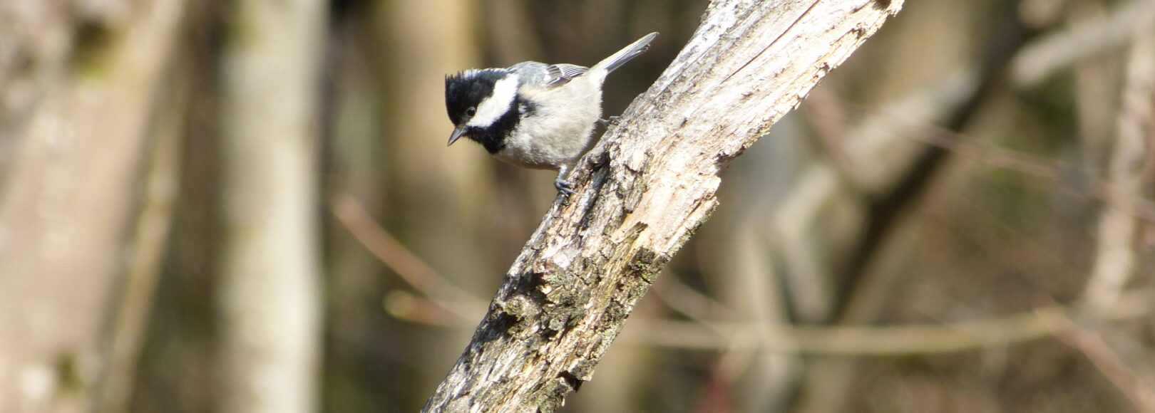 <h2 class='so-single__pagetitle'>Génie écologique<h2>