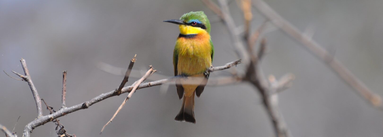 <h2 class='so-single__pagetitle'>Études biodiversité et services écosystémiques<h2>