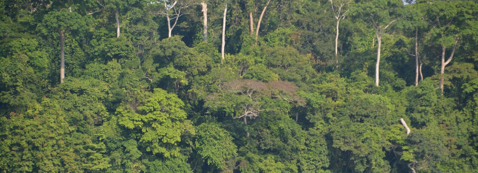 <h2 class='so-single__pagetitle'>Réduction des émissions de GES et puits de carbone<h2>